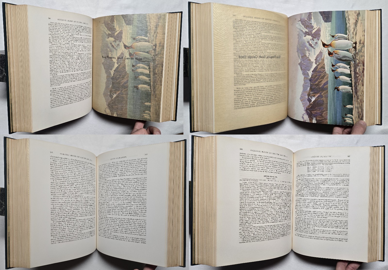 1936 SIGNED Robert Cushman Murphy OCEANIC BIRDS OF SOUTH AMERICA Ornithology