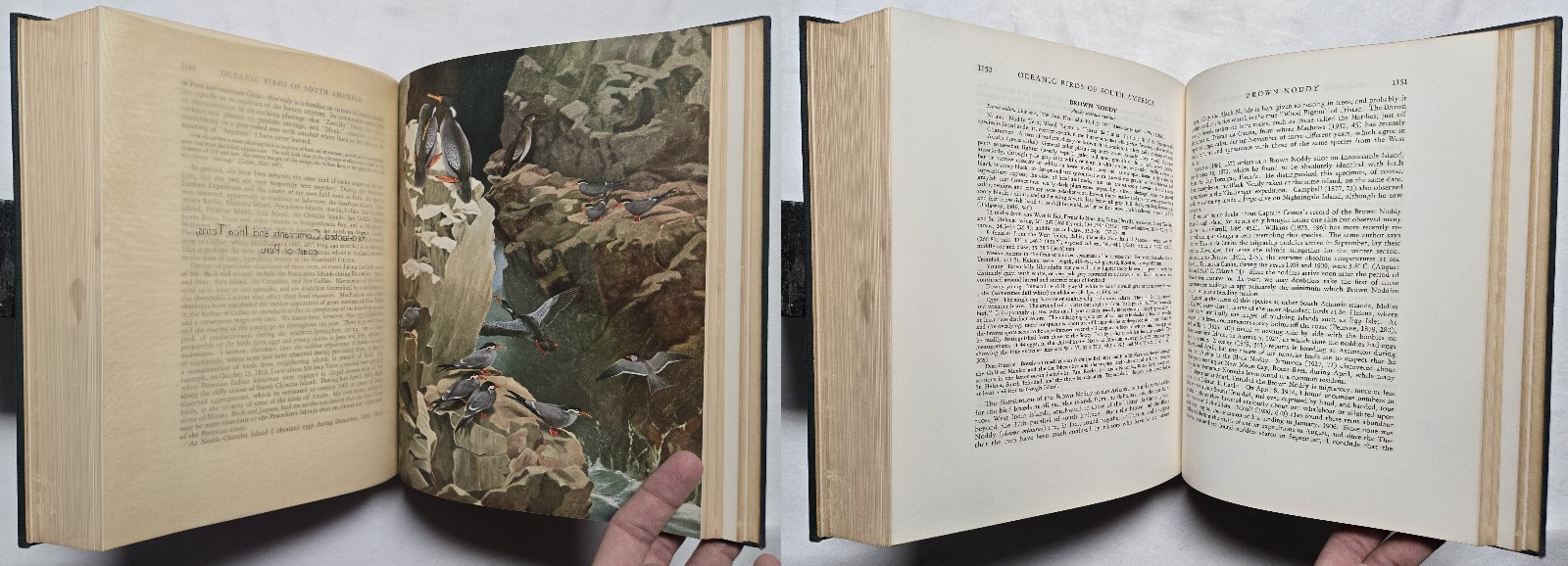 1936 SIGNED Robert Cushman Murphy OCEANIC BIRDS OF SOUTH AMERICA Ornithology