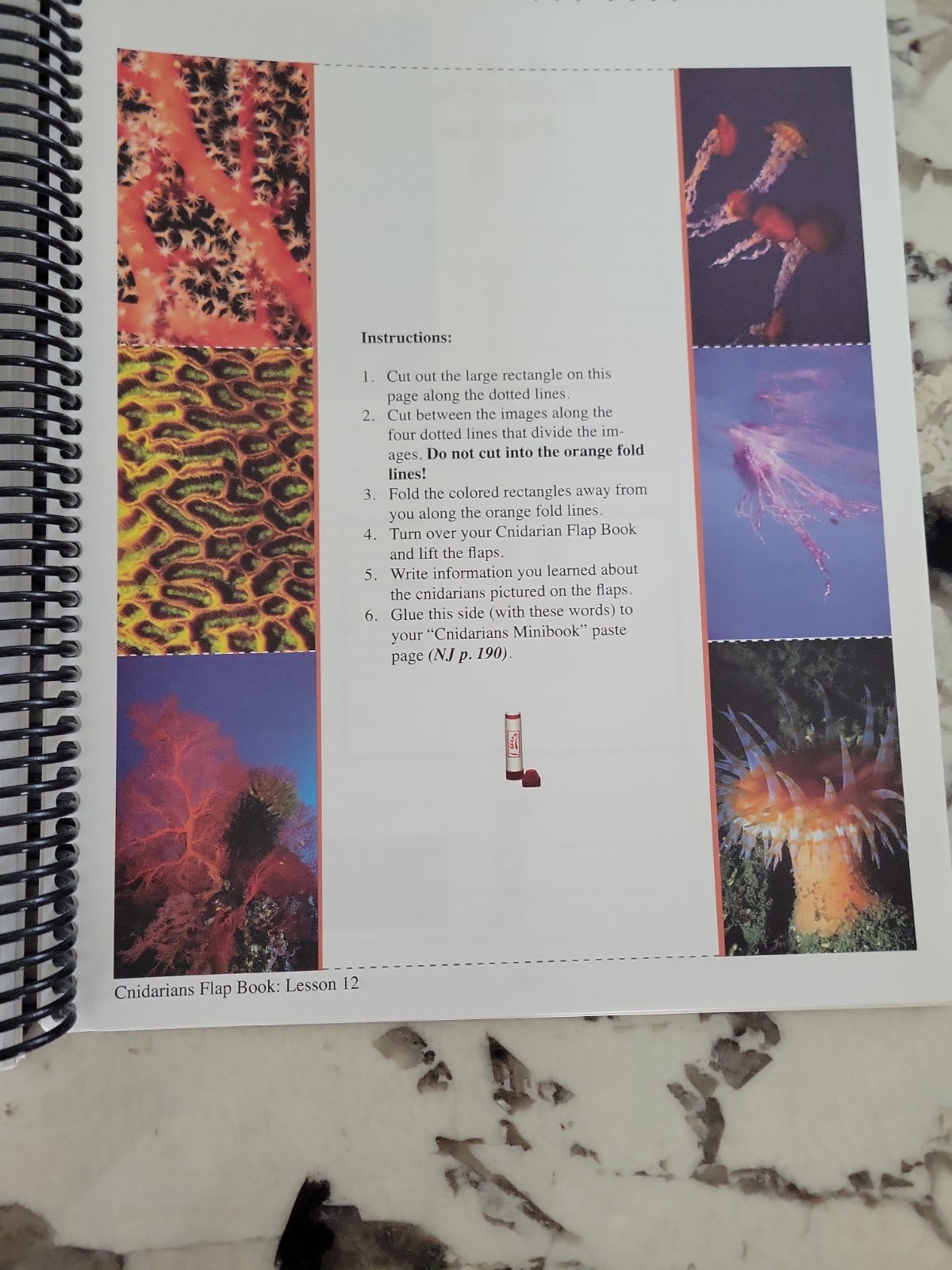Zoology 2 Junior Notebooking Journal by Jeannie K. Fulbright (2011, Spiral)