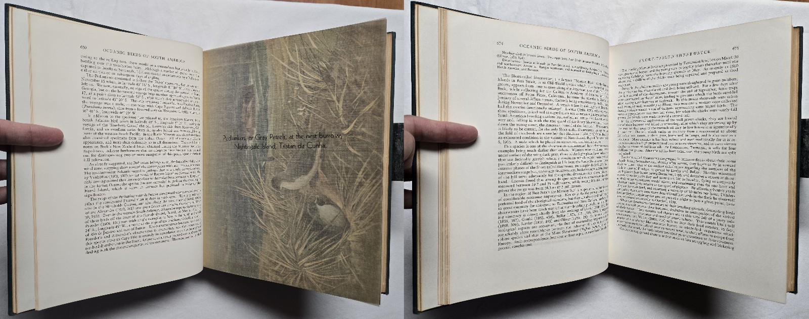 1936 SIGNED Robert Cushman Murphy OCEANIC BIRDS OF SOUTH AMERICA Ornithology