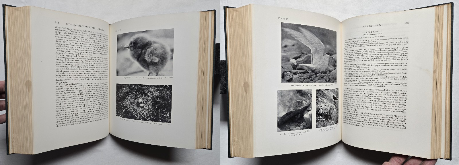 1936 SIGNED Robert Cushman Murphy OCEANIC BIRDS OF SOUTH AMERICA Ornithology