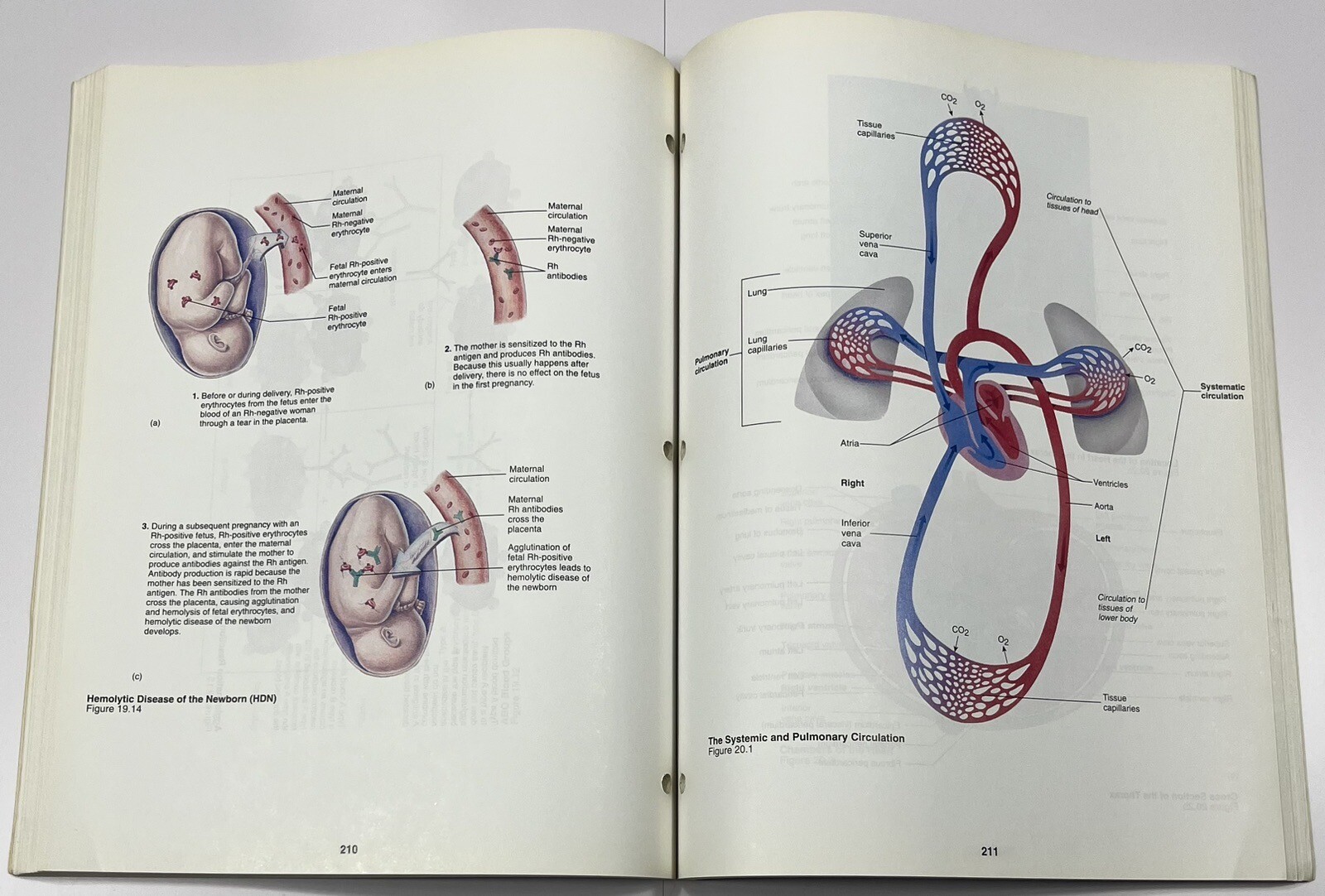 Student Study Art Notebook 4th Edition Anatomy & Physiology A&P Paperback