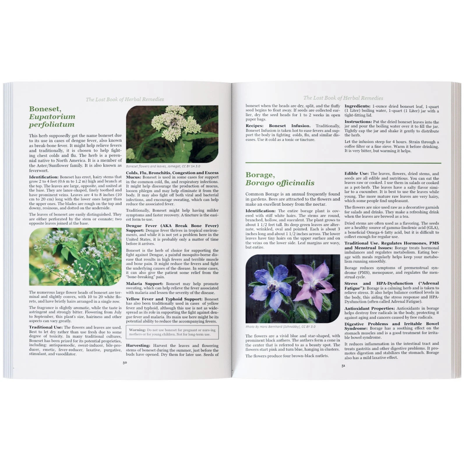 The Lost Book of Herbal Remedies Paperback Book